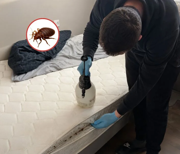 Technicien traitant un matelas contre les punaises de lit à Presles-en-Brie